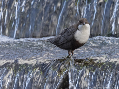 White-throated Dipper - Zwartbuikwaterspreeuw