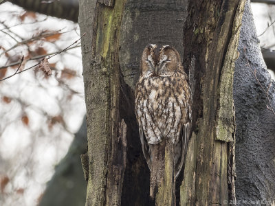 Tawny Owl - Bosuil