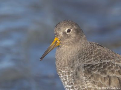 Purple Sandpiper - Paarse Strandloper
