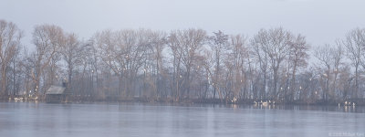 Great White Egret - Grote Zilverreiger