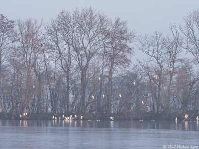 Great White Egret - Grote Zilverreiger