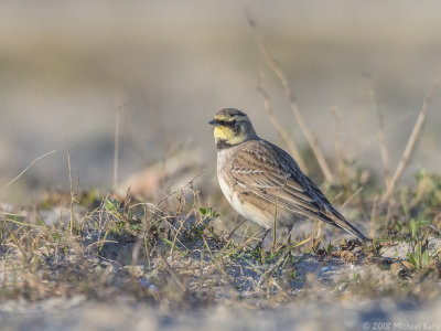 Horned Lark - Strandleeuwerik - Eremophila alpestris