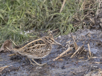 bokje - jack snipe