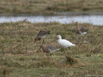 Black-tailed Godwit - Grutto