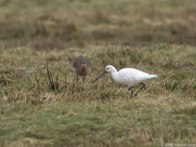Black-tailed Godwit - Grutto