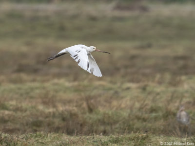 Black-tailed Godwit - Grutto