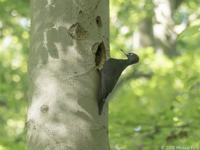 Black Woodpecker - Zwarte Specht - Dryocopus martius