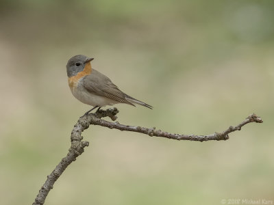 Red-breasted Flycatcher - Kleine Vliegenvanger