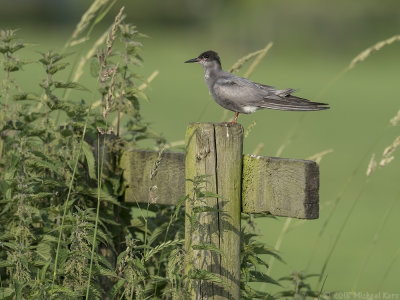 Black Tern - Zwarte Stern