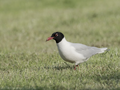 Mediterranean Gull - Zwartkopmeeuw - Larus melanocephalus