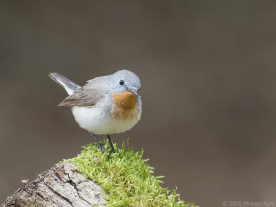 Red-breasted Flycatcher - Kleine Vliegenvanger