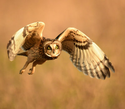 Short Eared Owls