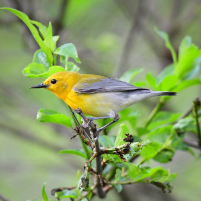 Warblers