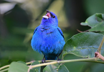 Backyard Birds