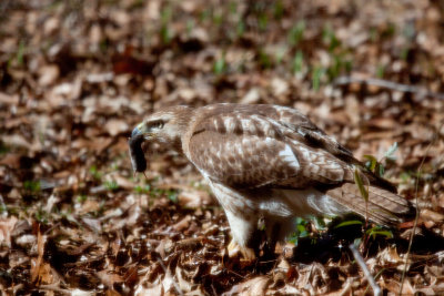 Red-tail hawk with lunch