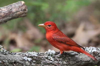 Summer Tanager