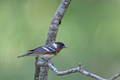 Bay-breasted Warbler