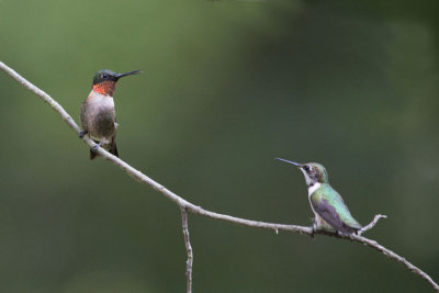 Ruby-throated Hummingbirds   