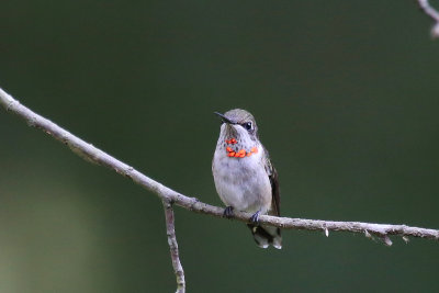 Ruby-throated Hummingbird