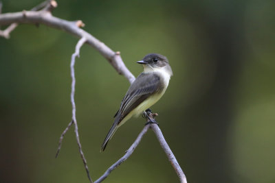 Eastern Phoebe