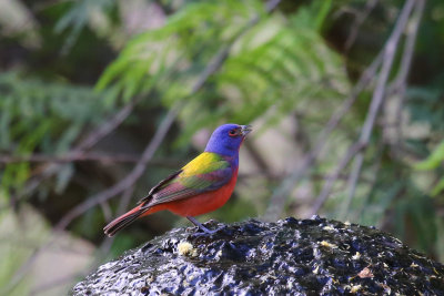 Painted Bunting   (male)