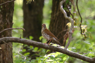 Wood Thrush