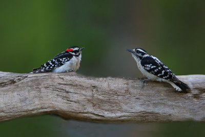 Downy  Woodpeckers  (male on left)