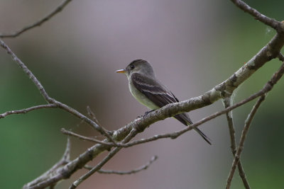 Eastern Wood Pewee