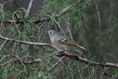 Ruby-crowned Kinglet