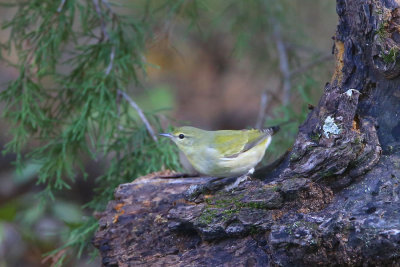 Tennessee Warbler