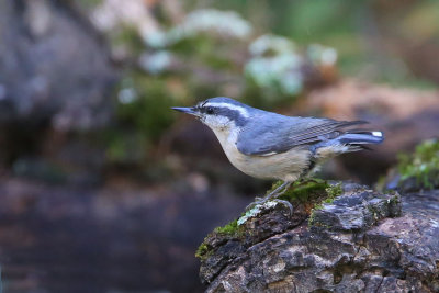 Red-breasted Nuthatch