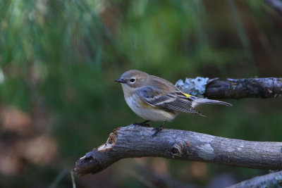 Yellow-rumped Warbler