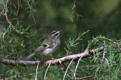 Golden-crowned Kinglet