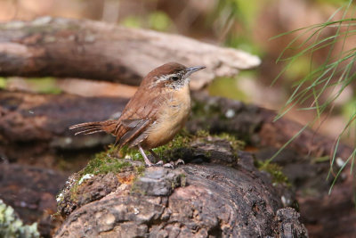 Carolina Wren