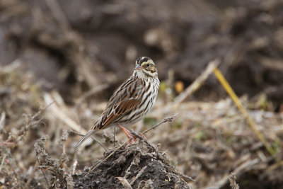 Savannah Sparrow