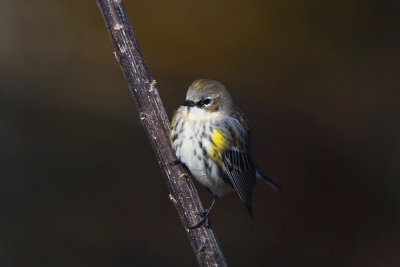 Yellow-rumped Warbler