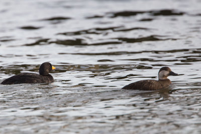 Male  &  Female Black Scoters