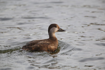 Female Black Scoter