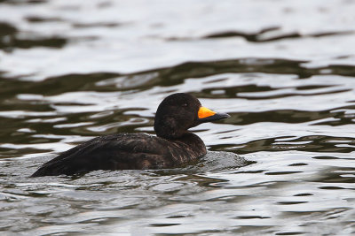 Black Scoter  male