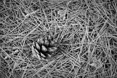 DSCF1050_1440.jpg