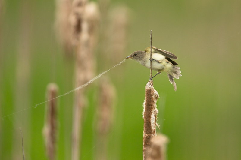 Moucherolle des Aulnes/ Alder Flycatcher