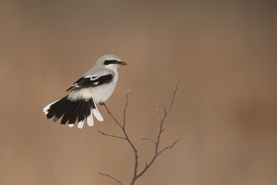 Pie -grieche grise / Northern Shrike