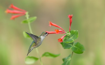 Colibris a gorge rubis/ Ruby-throated Hummingbird