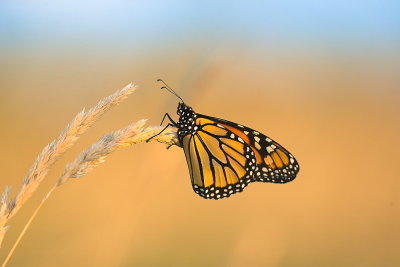 Papillon Monarque