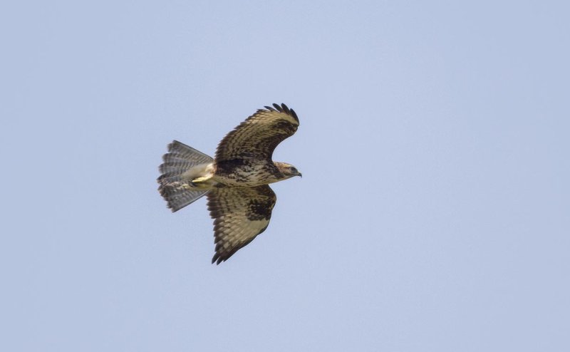 Buizerd.