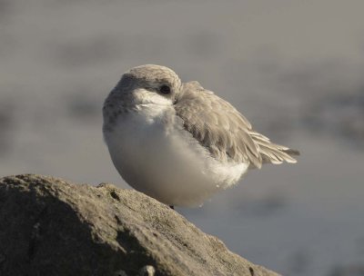 Drieteenstrandloper.