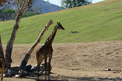 2016-11-02_San_Diego_Zoo_Safari_Park--0350--_RLH7100.jpg