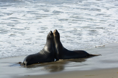 2016-11-10b_Coast_and_Elephant_Seals_N_of_San_Simeon--1330--_RLH7514.jpg