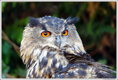 Avian