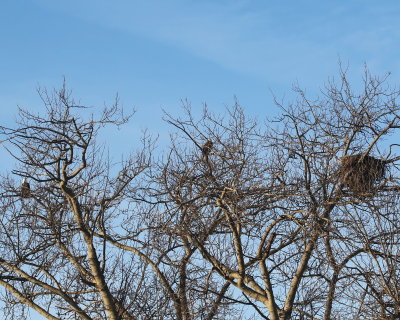 12-31 eagles + nest 0007.JPG